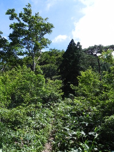 NR
